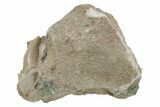 Otodus Shark Tooth Fossil in Rock - Eocene #230913-1